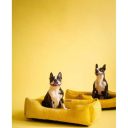 Harley & Cho (Харли энд Чо) Dreamer Yellow Velvet лежак для кошек и собак (желтый)