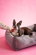 Harley & Cho (Харли энд Чо) Dreamer Grey Velvet лежак для кошек и собак (серый)