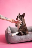 Harley & Cho (Харли энд Чо) Dreamer Grey Velvet лежак для кошек и собак (серый)