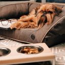 Harley & Cho (Харли энд Чо) Lunch Bar Natural wood + White Миска двойная на подставке для кошек и собак