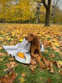 Harley & Cho (Харли энд Чо) Huggy Gray плед для кошек и собак (серый)