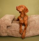 Harley & Cho (Харли энд Чо) Memory Foam Cacao подушка для собак (бежевый)