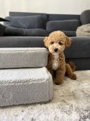 Harley & Cho (Харли энд Чо) Tetris Fur Grey Single ступеньки для собак (серый)