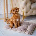 Harley & Cho (Харли энд Чо) Tomas Pudra мобильная подушка для собак и кошек (пудра)