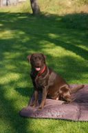 Harley & Cho (Харли энд Чо) Travel roll up mat Brown коврик для собак (коричневый)