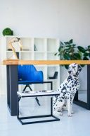 Harley & Cho (Харли энд Чо) White Lift Wood + Black миски на подставке c регулируемой высотой для собак