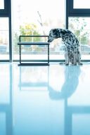 Harley & Cho (Харли энд Чо) White Lift Wood + Black миски на подставке c регулируемой высотой для собак