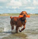 Bionic Urban Stick Игрушка-палочка для лакомств для собак, средняя