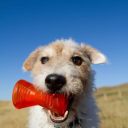 Bionic Bone Игрушка-косточка для лакомств для собак, средняя