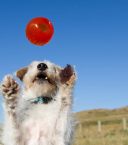 Bionic Ball Мяч для лакомств для собак, малый