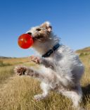 Bionic Ball Мяч для лакомств для собак, малый