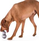 Planet Dog Double-Tuff Игрушка для лакомств для собак