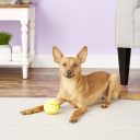 Planet Dog Orbee-Tuff Tennis Ball Теннисный мяч для собак