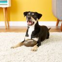 Planet Dog Orbee-Tuff Football Brown Футбольный мяч для собак, коричневый