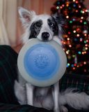 Planet Dog Orbee-Tuff Летающая тарелка для собак