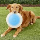 Planet Dog Orbee-Tuff Летающая тарелка для собак