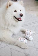 ProVET Фитовит - Витаминно-минеральная добавка для собак (для улучшения пищеварительной системы)