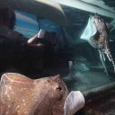 JBL (ДжиБиЭль) Floaty Blade - Плавающий магнитный скребок с лезвием для чистки толстых аквариумных стекол