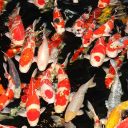 JBL (ДжиБиЭль) ProPond All Seasons M - Всесезонный корм для средних кои и других прудовых рыб в форме палочек 5,8 кг