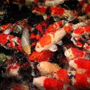 JBL (ДжиБиЭль) ProPond All Seasons M - Всесезонный корм для средних кои и других прудовых рыб в форме палочек 5,8 кг