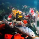 JBL (ДжиБиЭль) ProPond All Seasons S - Всесезонный корм для небольших прудовых рыб в форме палочек 5,8 кг