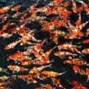 JBL (ДжиБиЭль) ProPond All Seasons S - Всесезонный корм для небольших прудовых рыб в форме палочек 5,8 кг