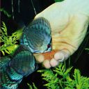 JBL (ДжіБіЕль) Novo Bits - Корм преміум-класу для акваріумних риб