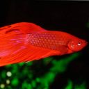 JBL (ДжиБиЭль) ProNovo Betta Flake - Основной корм хлопья для бойцовых рыб, 3 – 10 см, размер S