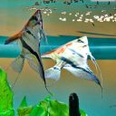 JBL (ДжиБиЭль) ProNovo Betta Insect S -  Аквариумный корм в виде палочек для бойцовых рыбок 3 – 10 см, размер S