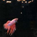 JBL (ДжиБиЭль) ProNovo Betta Insect S -  Аквариумный корм в виде палочек для бойцовых рыбок 3 – 10 см, размер S