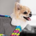Pet Fashion (Пет Фешн) The Mood Amaze - Комбинезон для собак