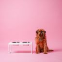 Harley & Cho (Харли энд Чо) Lunch Bar White Wood + White Миска двойная на подставке для кошек и собак