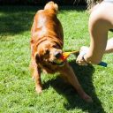 Outward Hound (Аутвард Хаунд) Comet Fetch Ball - Игрушка для собак мяч Комета