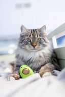 Petstages (Петстейджес) Lil' Avocato Игрушка "Авокадо" для кошек