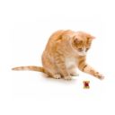 Petstages (Петстейджес) Dental Tiny Toast Tosser Игрушка для котов