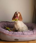 Harley & Cho (Харли энд Чо) Donut Pink овальный лежак для собак (розовый)