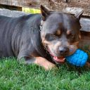 SodaPup (Сода Пап) USA-K9 Grenade – Іграшка-диспенсер для ласощів Граната із суперміцного матеріалу для собак, синя