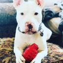 SodaPup (Сода Пап) USA-K9 Grenade – Игрушка-диспенсер для лакомств Граната из суперпрочного материала для собак, розовая