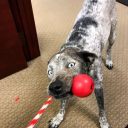 SodaPup (Сода Пап) USA-K9 Cherry Bomb – Игрушка-диспенсер для лакомств Бомба из суперпрочного материала для собак, красная