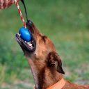 SodaPup (Сода Пап) USA-K9 Cherry Bomb – Игрушка-диспенсер для лакомств Бомба из суперпрочного материала для собак, синяя