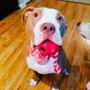 SodaPup (Сода Пап) USA-K9 Cherry Bomb – Игрушка-диспенсер для лакомств Бомба из суперпрочного материала для собак, красная