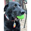 SodaPup (Сода Пап) MKB Dino Egg Treat Dispenser – Игрушка-диспенсер для лакомств Яйцо Динозавра из суперпрочного материала для собак