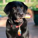 SodaPup (Сода Пап) Nylon Hot Dog Chew Toy – Игрушка жевательная Хот-дог из суперпрочного материала для собак