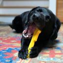 SodaPup (Сода Пап) Nylon Pipe Wrench – Игрушка жевательная Трубный ключ из суперпрочного материала для собак