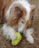 Jolly Pets (Джолли Пэтс) CRITTER – Игрушка для лакомства Веселая Белка для собак (зеленая)