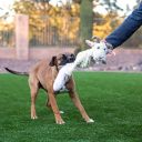 Jolly Pets (Джолли Пэтс) FAT TAIL Goat Bili – Хвостатый Козлик Билли Игрушка - пищалка для собак