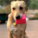 SodaPup (Сода Пап) Surf's Up Retro Van – Жевательная игрушка-диспенсер Ретро-фургон для лакомств из суперпрочного материала для собак, розовая