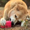 SodaPup (Сода Пап) Surf's Up Retro Van – Жевательная игрушка-диспенсер Ретро-фургон для лакомств из суперпрочного материала для собак, розовая