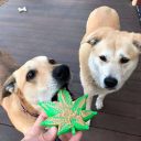 SodaPup (Сода Пап) Colorado Maple Leaf – Жевательная игрушка Кленовый листок из суперпрочного материала для собак