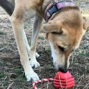 SodaPup (Сода Пап) Rubber Heart – Жевательная игрушка-диспенсер Сердце для лакомств из суперпрочного материала для собак